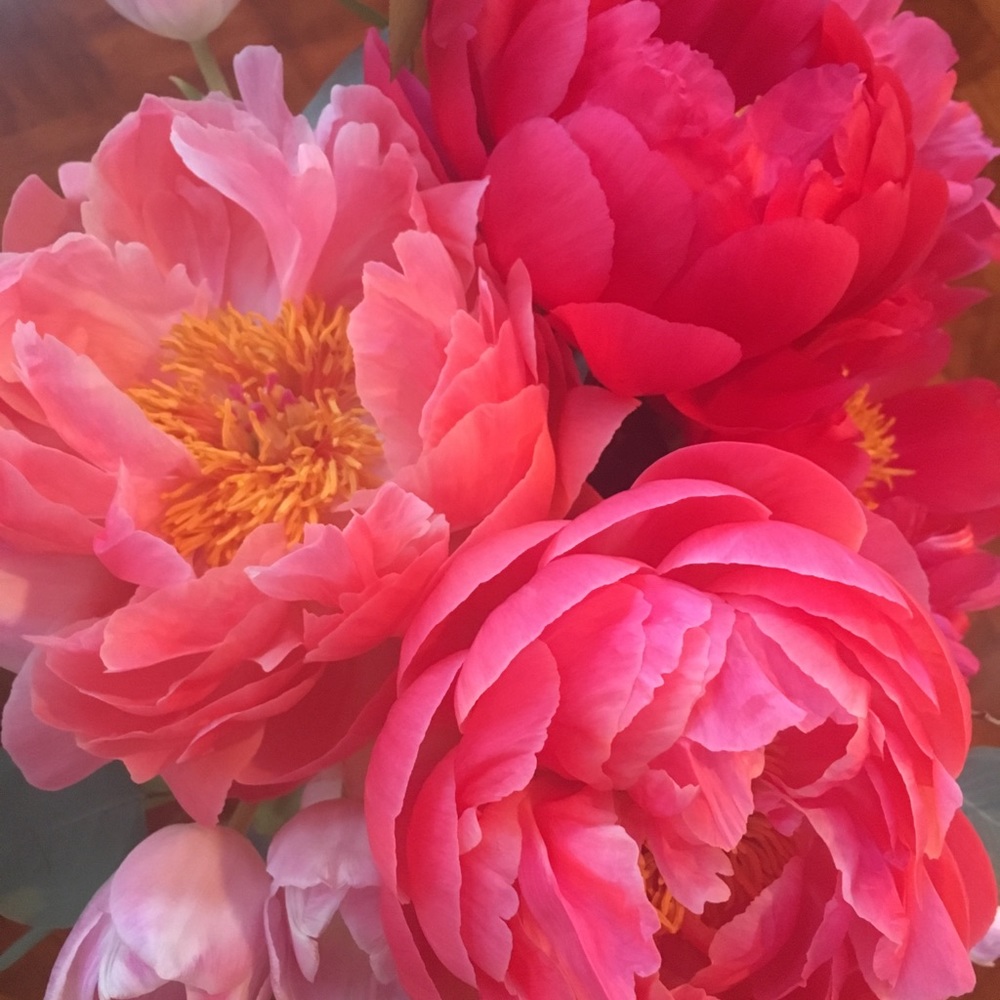 Meet your Posher, Tami